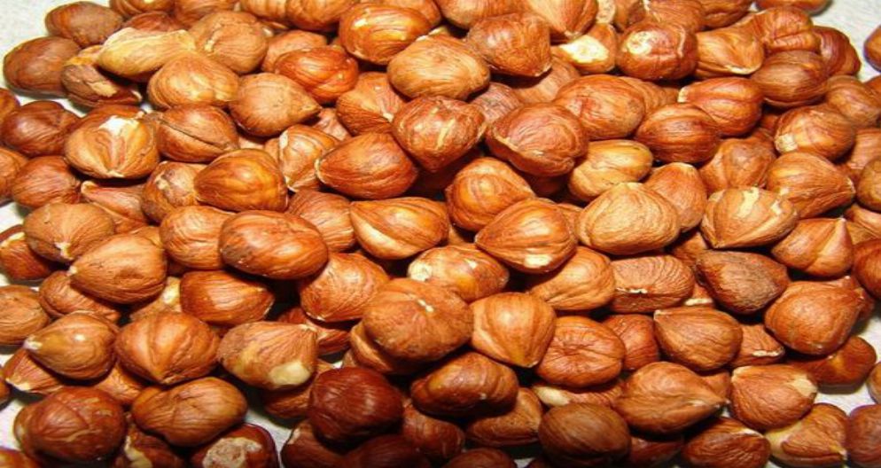 FİNDİQ LEPE SEÇİLMİŞ FİNDİQ LEPE SEÇİLMİŞ