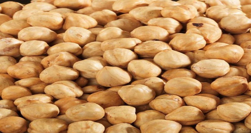 FINDIQ LƏPƏ QOVRULMUŞ FINDIQ LƏPƏ QOVRULMUŞ