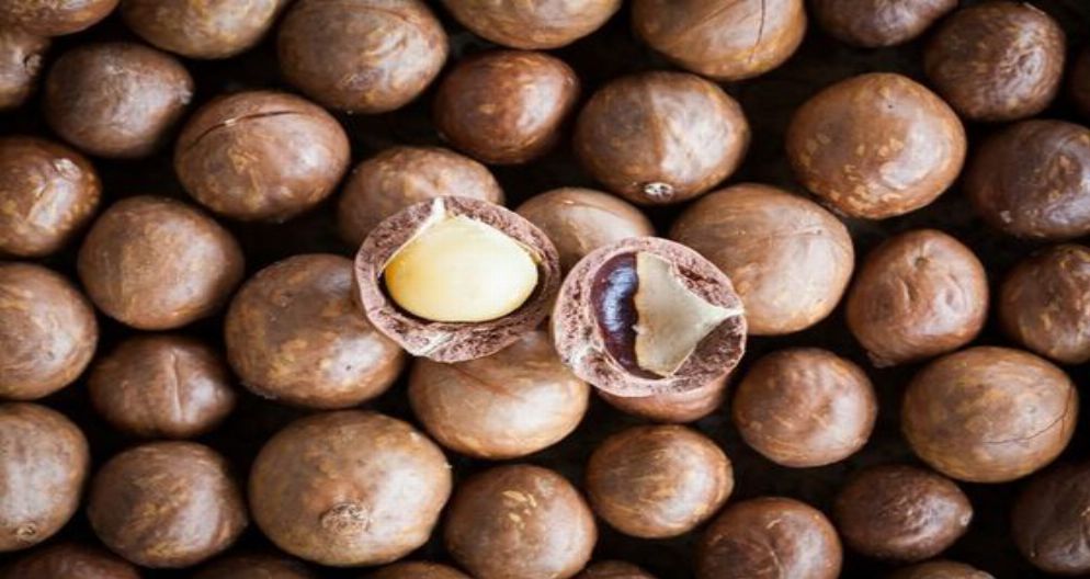 MAKADAMYA FİNDİĞİ MAKADAMYA FİNDİĞİ