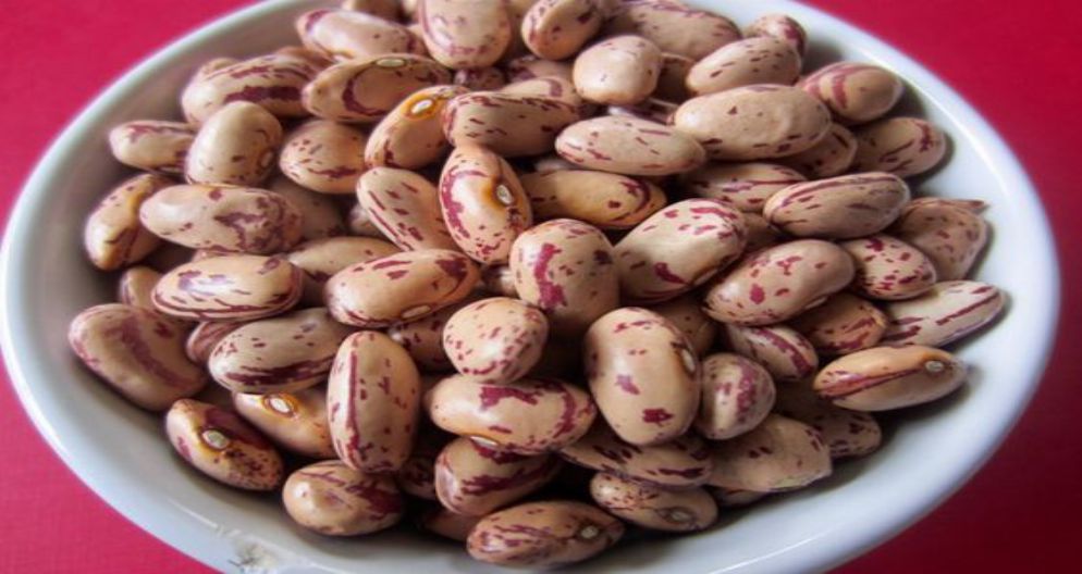LOBYA ALA 