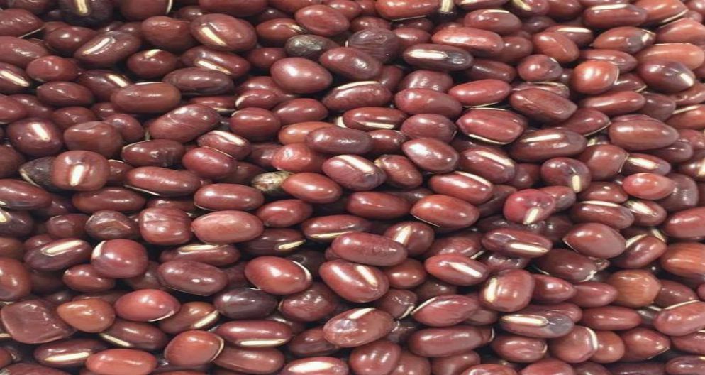 LOBYA MAŞ