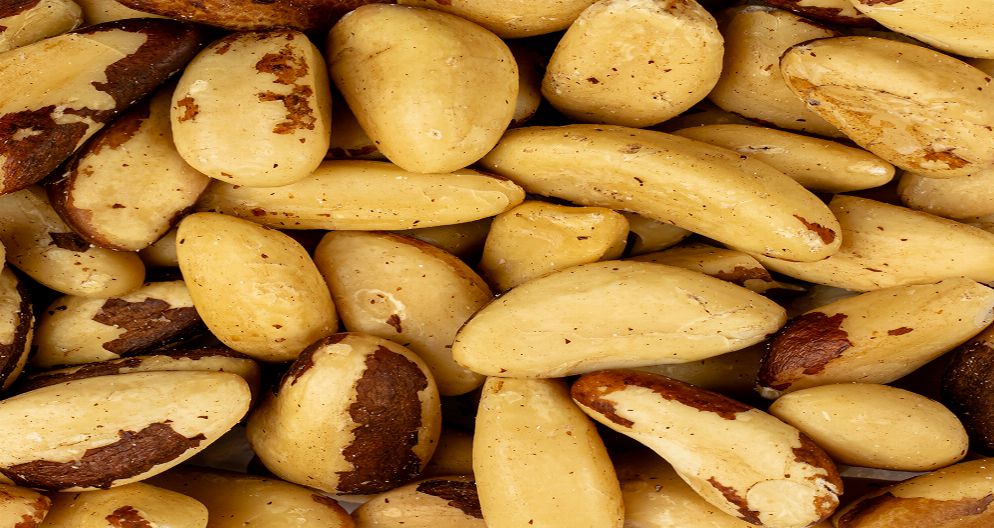 BRAZİLYA QOZU BRAZİLYA QOZU