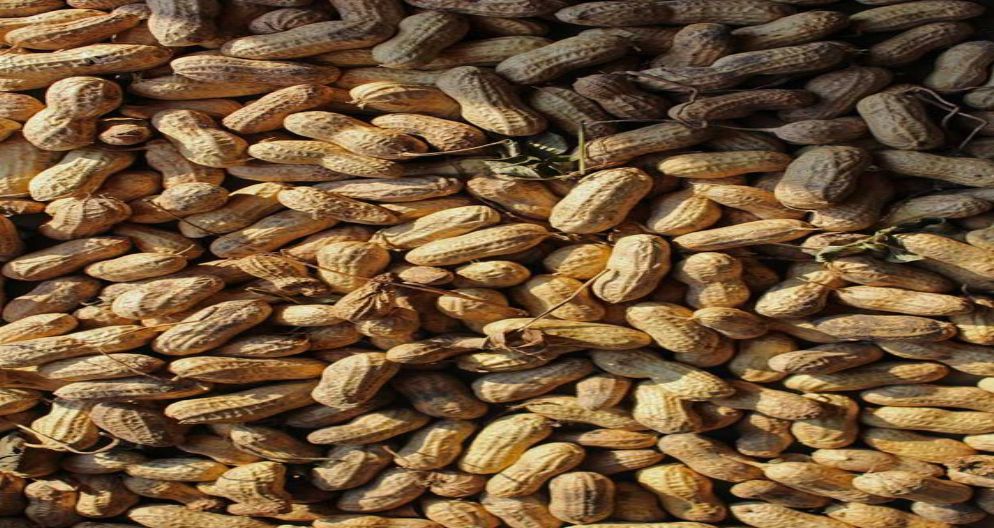 YER FISTIĞI QABIQLI İRİ YER FISTIĞI QABIQLI İRİ