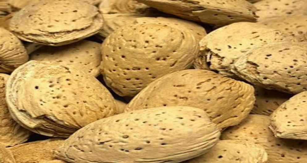 BADAM QALİN QABİQ BADAM QALİN QABİQ