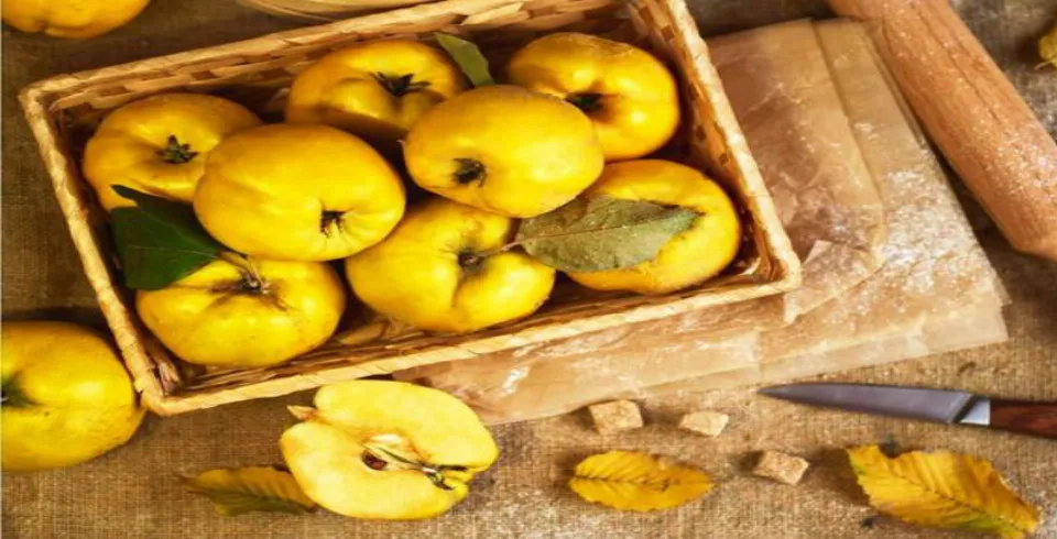 Heyvanın faydaları